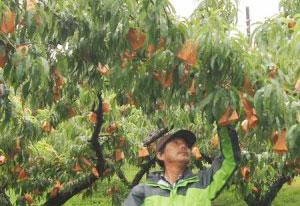 【清水白桃】　小山農園