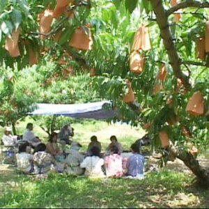フランセの桃「小山農園」の画像