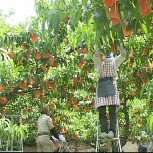 フランセの桃「小山農園」の画像