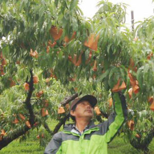 フランセの桃「小山農園」の画像